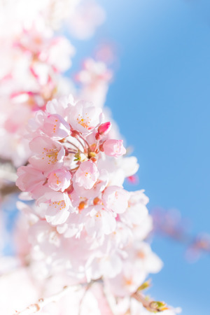 Cherry Blossomsの写真素材