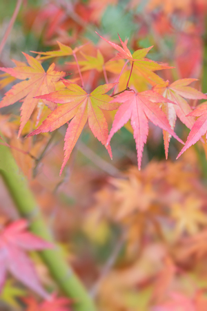 Autumn leaves