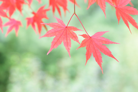 Autumn leavesの写真素材