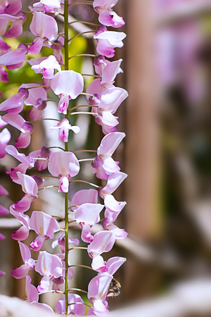 Wisteriaの写真素材