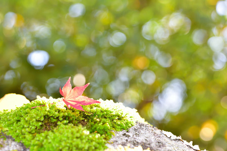 Autumn leaves