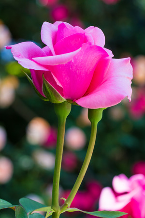 Pink roseの写真素材