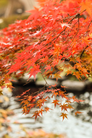 Autumn leavesの写真素材