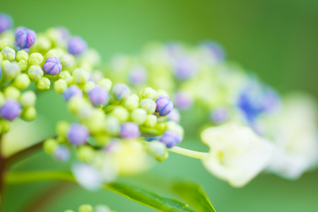 Lacecap hydrangeaの写真素材
