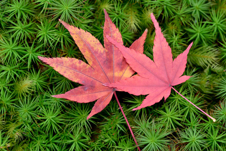 Autumn leavesの写真素材