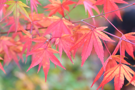 Autumn leavesの写真素材