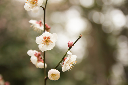 Japanese plum blossomsの写真素材
