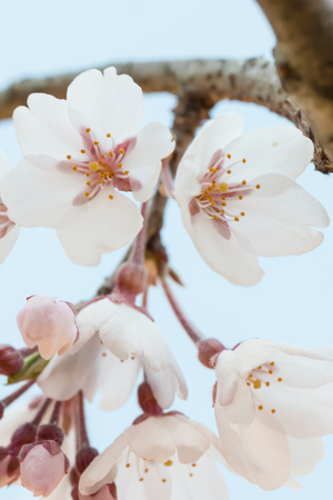 Cherry Blossomsの写真素材