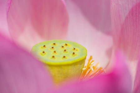 Lotus flowerの写真素材