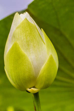 Bud of the lotus flowerの写真素材