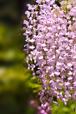 White Wisteriaの写真素材