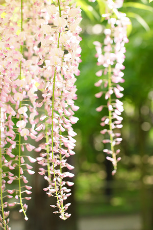 White Wisteriaの写真素材