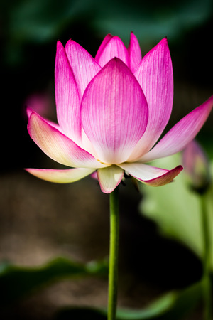 Lotus flowerの写真素材