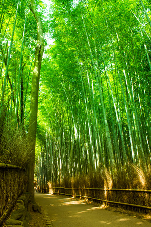 Bamboo forestの写真素材
