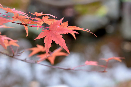 Autumn leaves
