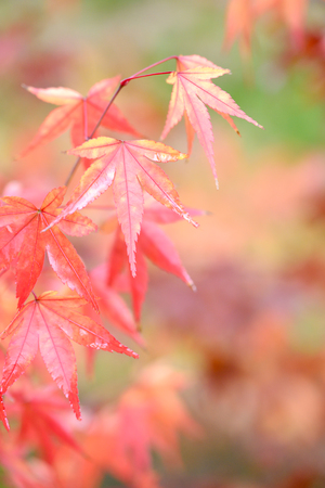 Autumn leavesの写真素材