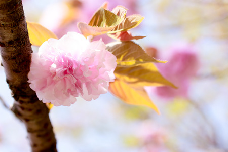 Double cherry blossomsの写真素材
