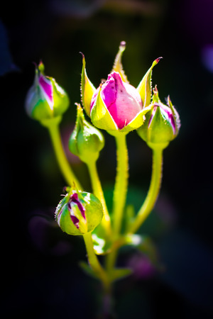 Red roseの写真素材