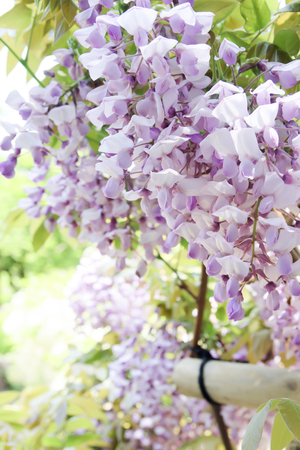 Wisteriaの写真素材
