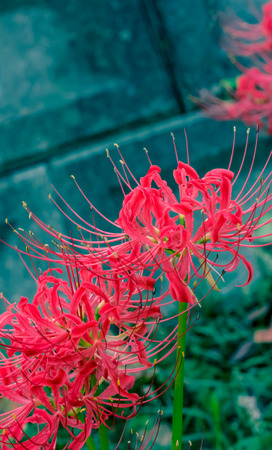 Lycoris radiataの写真素材