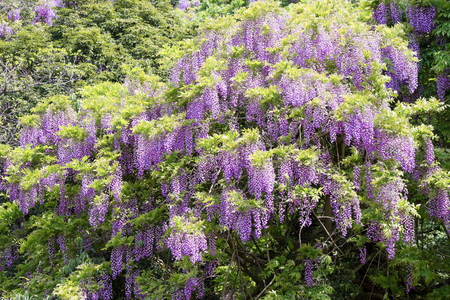 Wisteriaの写真素材
