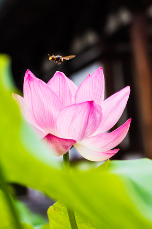 Lotus flowerの写真素材