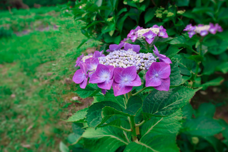 Lacecap hydrangeaの写真素材