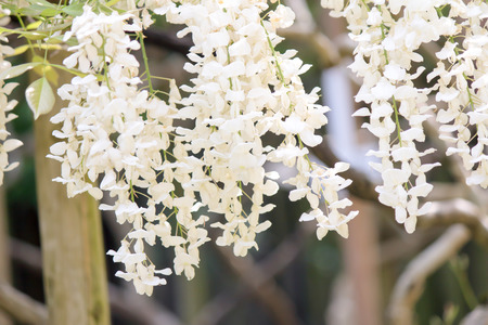 White Wisteriaの写真素材