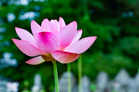 Lotus flowerの写真素材