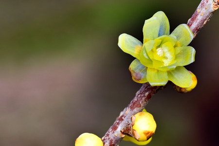 Chimonanthus praecoxの写真素材