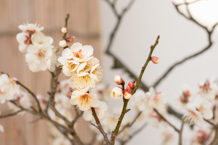 Japanese plum blossomsの写真素材
