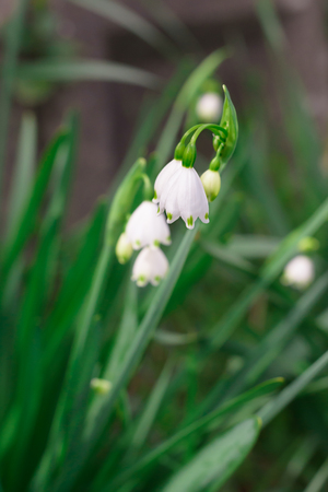 Leucojumの写真素材