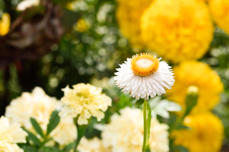 Daisyの写真素材