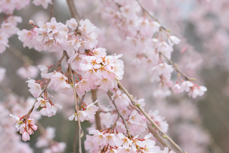 Weeping cherry treeの写真素材
