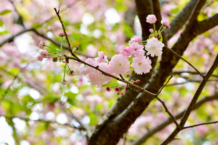 Double cherry blossomsの写真素材