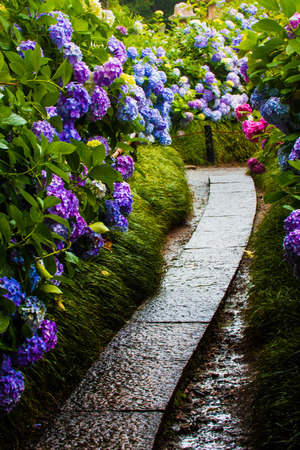 Hydrangea Flowersの写真素材