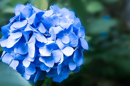 Blue Hydrangea flowerの写真素材