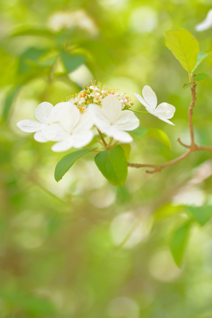 Qiong hua flower