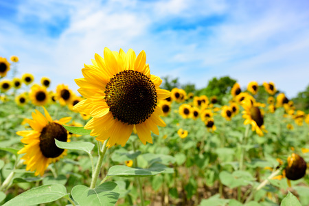 Sunflowerの写真素材