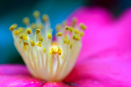 Camellia japonicaの写真素材