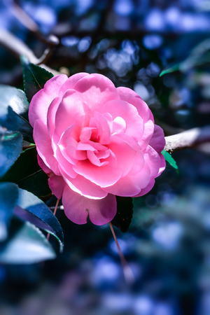 Camellia japonicaの写真素材