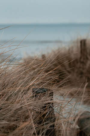 duenengraeser auf fehmarn am strand mit ostsee im Hintergrundの写真素材