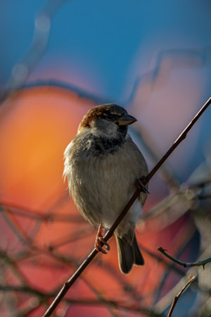 House sparrow would look for prey from a branchの写真素材
