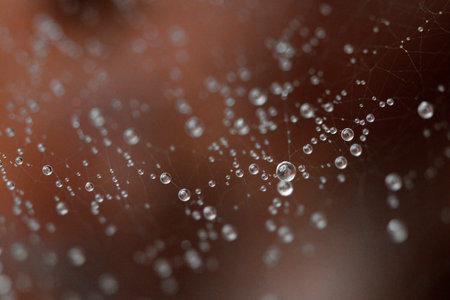 water drops in a spiders web