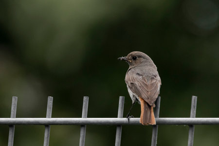 Redstart on gray fence in springの写真素材