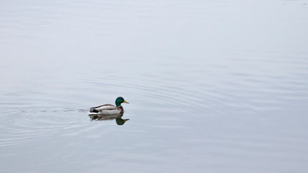 Duck swimming lonely at seaの写真素材
