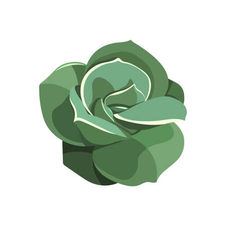 Succulent Lovely Rose, house plant. Draw room flower colorful in cartoon style. Logo and icon for print and design. Vector illustration, isolated blue element on a white background.のイラスト素材