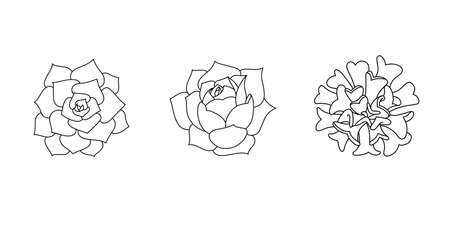 Succulent echeveria set - lovely rose, lilacina, cubic frost. Hand drawn plant in doodle style. Graphic sketch home flower. Vector illustration, isolated black elements for printing and designのイラスト素材
