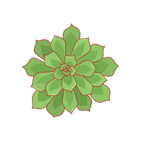 Hand drawn cute green succulent in style flat. Graphic sketch home flower Echeveria Pulidonis. Logo and icon for printing and design. Vector illustration, isolated elements on a white background.のイラスト素材