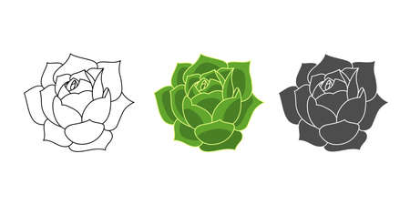 Set succulent echeveria greenovia - color green, doodle, simple. Collection isolated element on white background. Home plant for print and design. Desert flower hand drawn, vector illustrationのイラスト素材